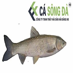 Cá Trắm Giòn