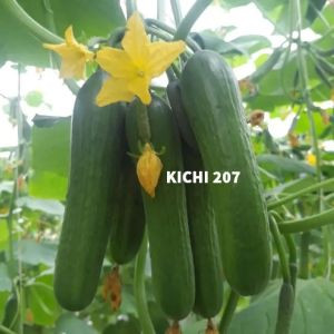 Dưa leo Nhật Kichi 207 - Sông Lô
