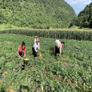 Củ Cải Quyết Chiến