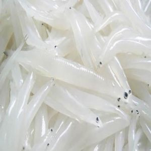 Cá Ngần (Cá Thuỷ Tinh)